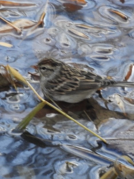 Chipping Sparrow - ML386953831