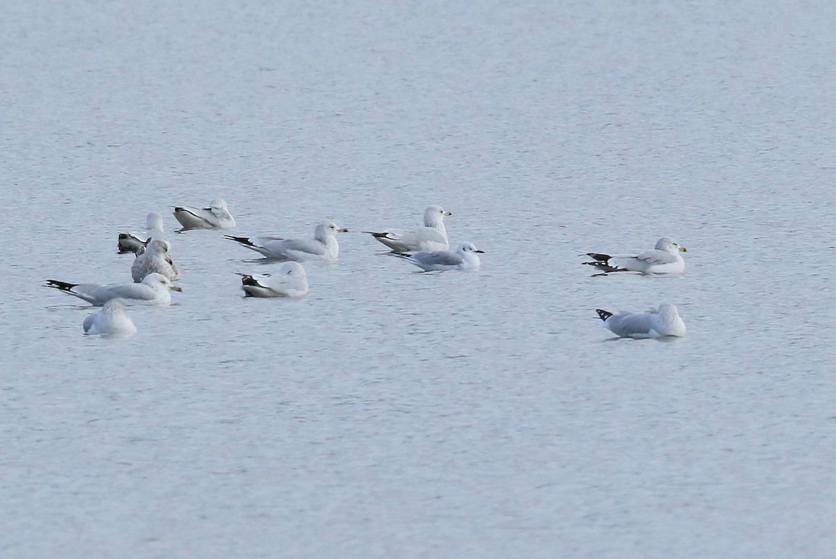 Bonaparte's Gull - ML386958021