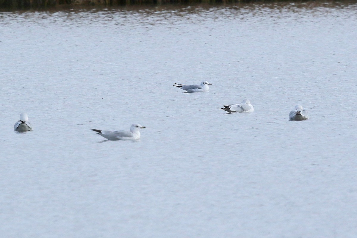 Bonaparte's Gull - ML386958031