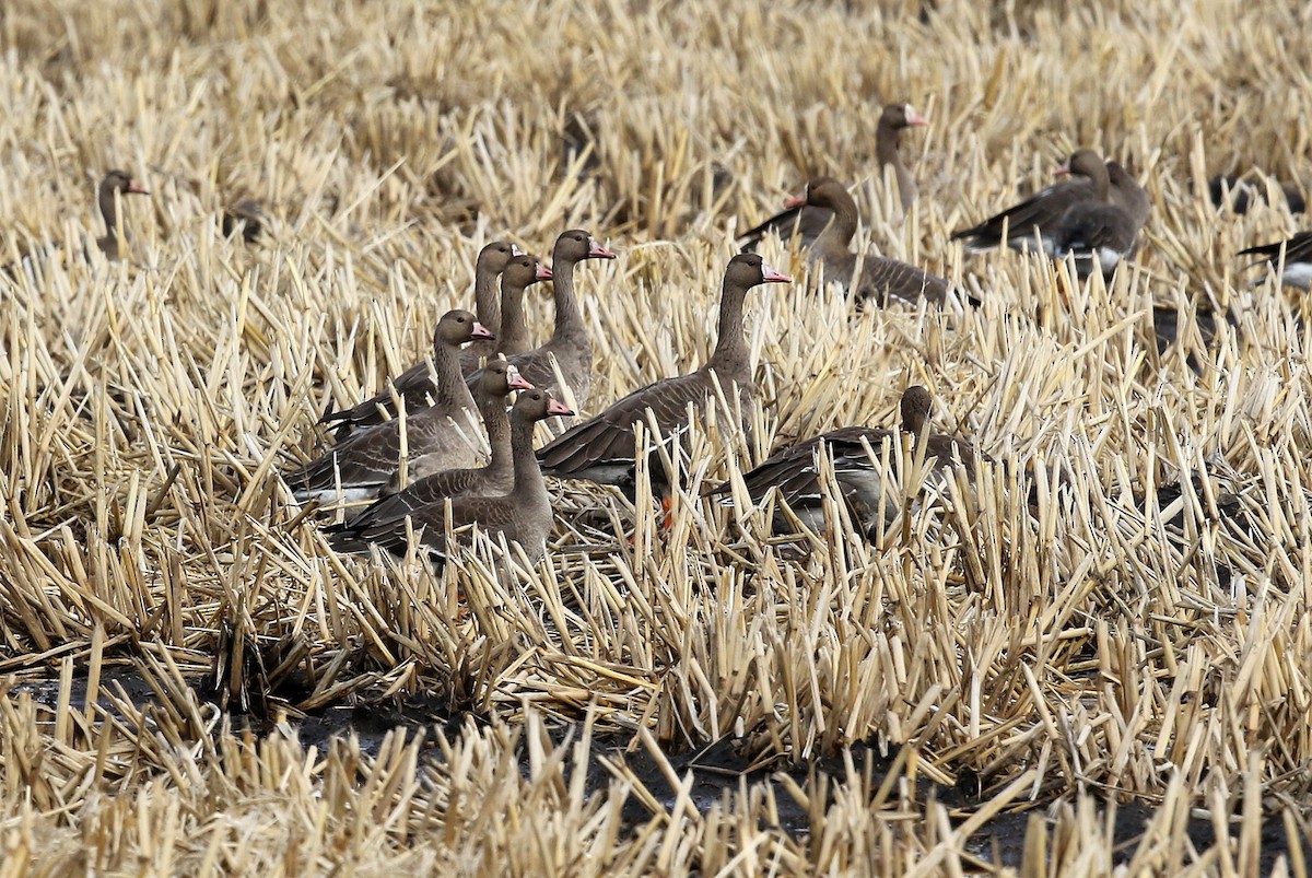 Greater White-fronted Goose - ML386958071