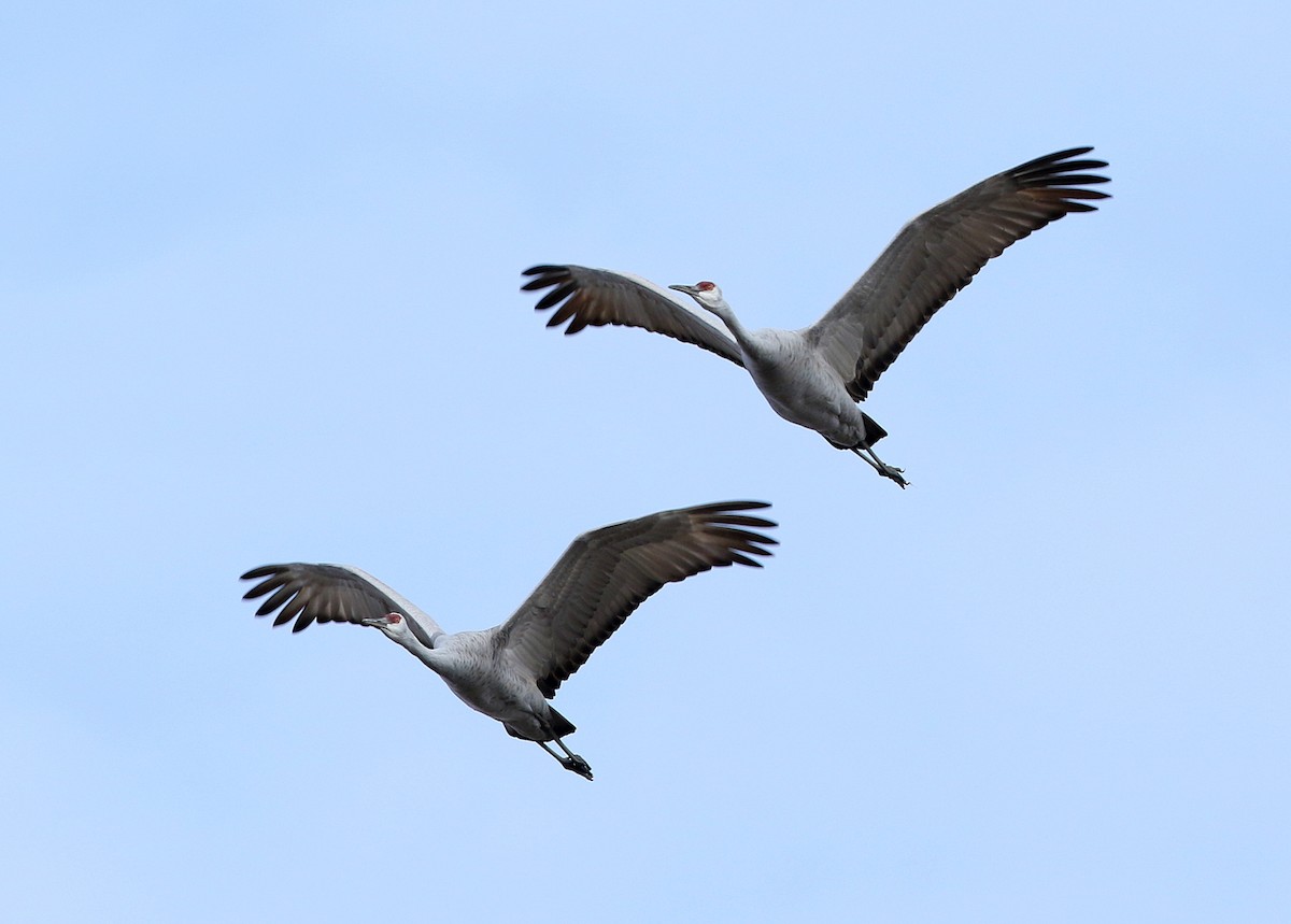 Sandhill Crane - ML386958121