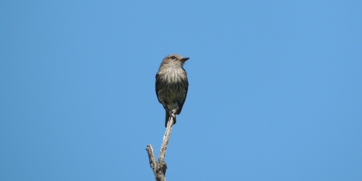 Vermilion Flycatcher - ML38695901