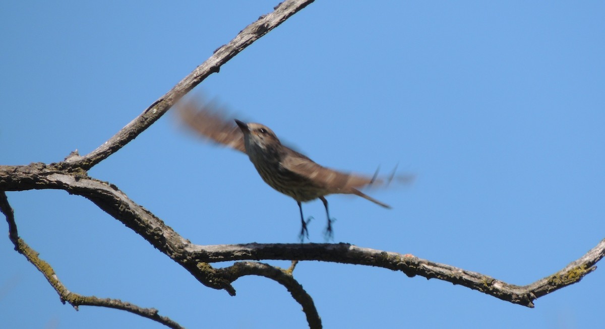 Vermilion Flycatcher - ML38695911