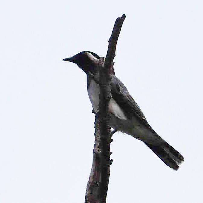 Black-headed Cuckooshrike - ML386959591