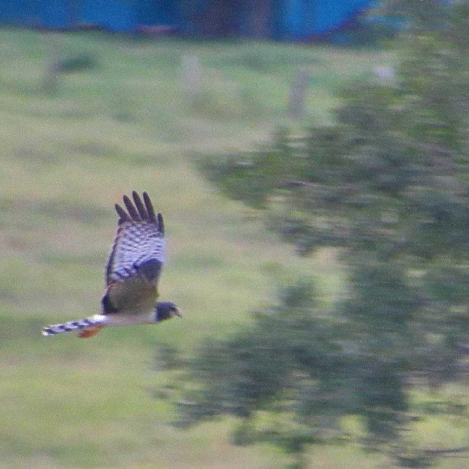 Long-winged Harrier - ML386960071