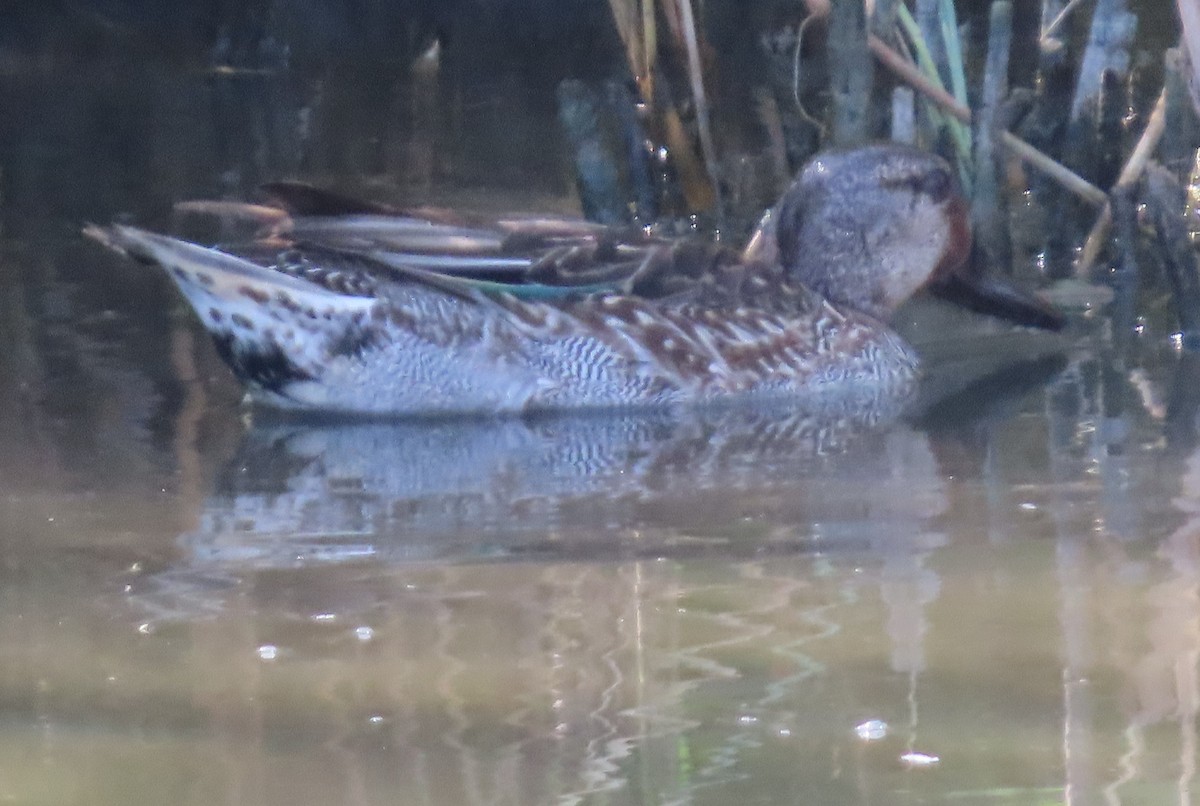 Green-winged Teal - ML386960201