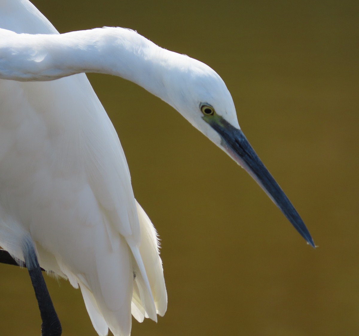 Little Egret - ML386960381