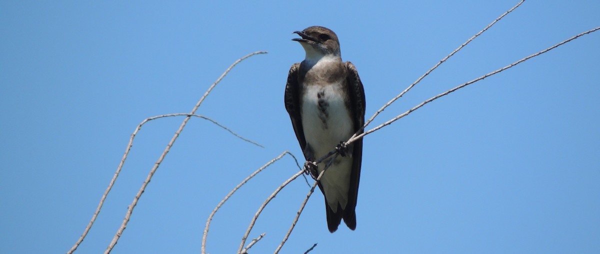 Brown-chested Martin - ML38696041