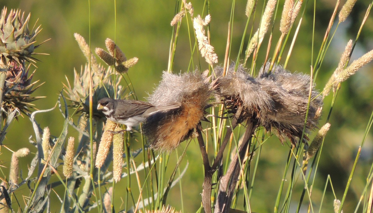 Double-collared Seedeater - ML38696111