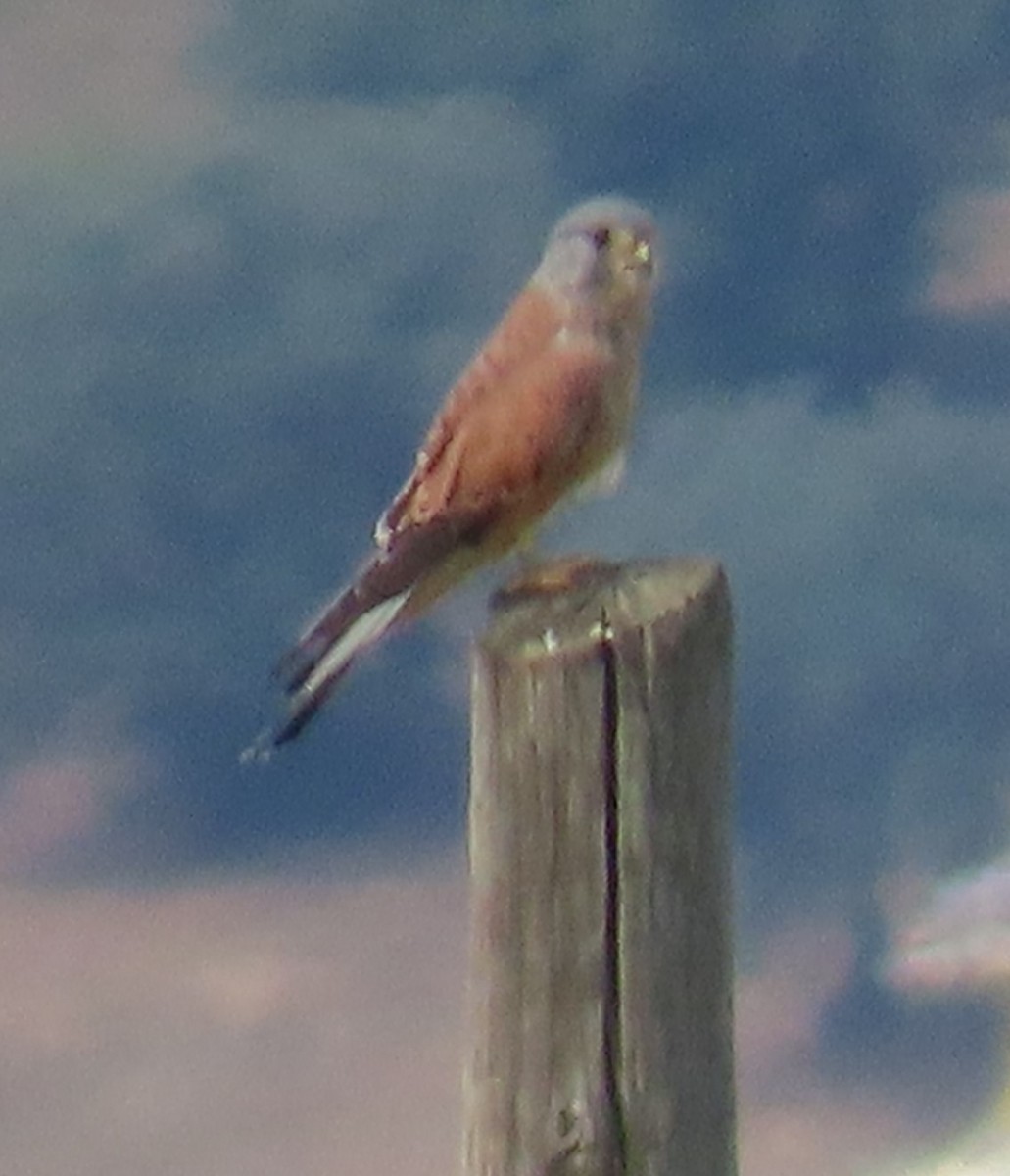 Eurasian Kestrel - ML386961971