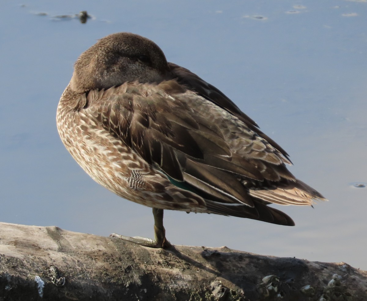 Green-winged Teal - ML386962271
