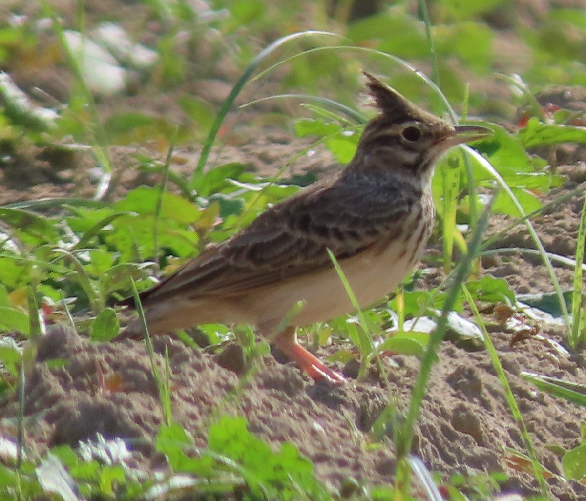 Crested Lark - Peter Colasanti