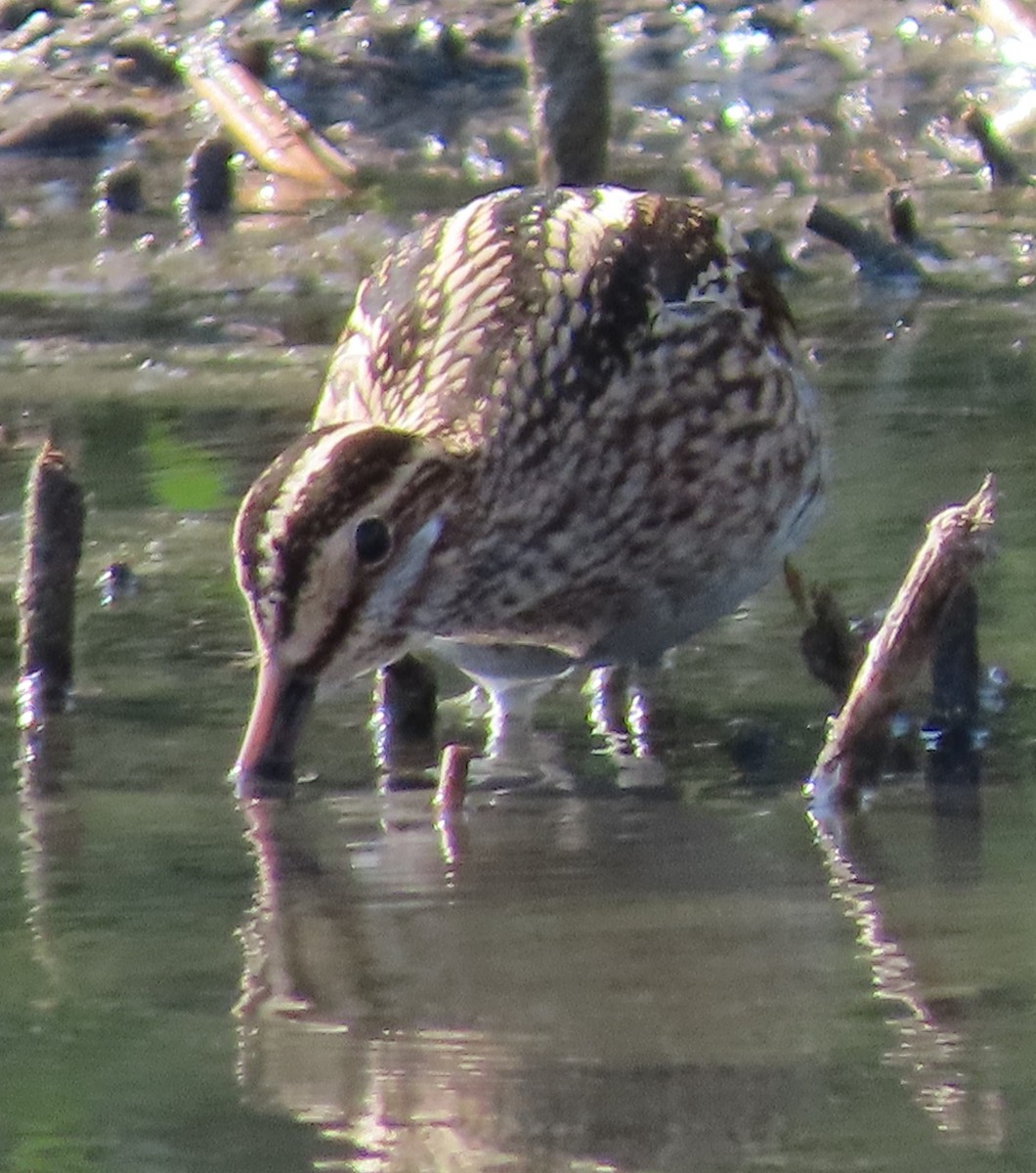 Common Snipe - ML386962391