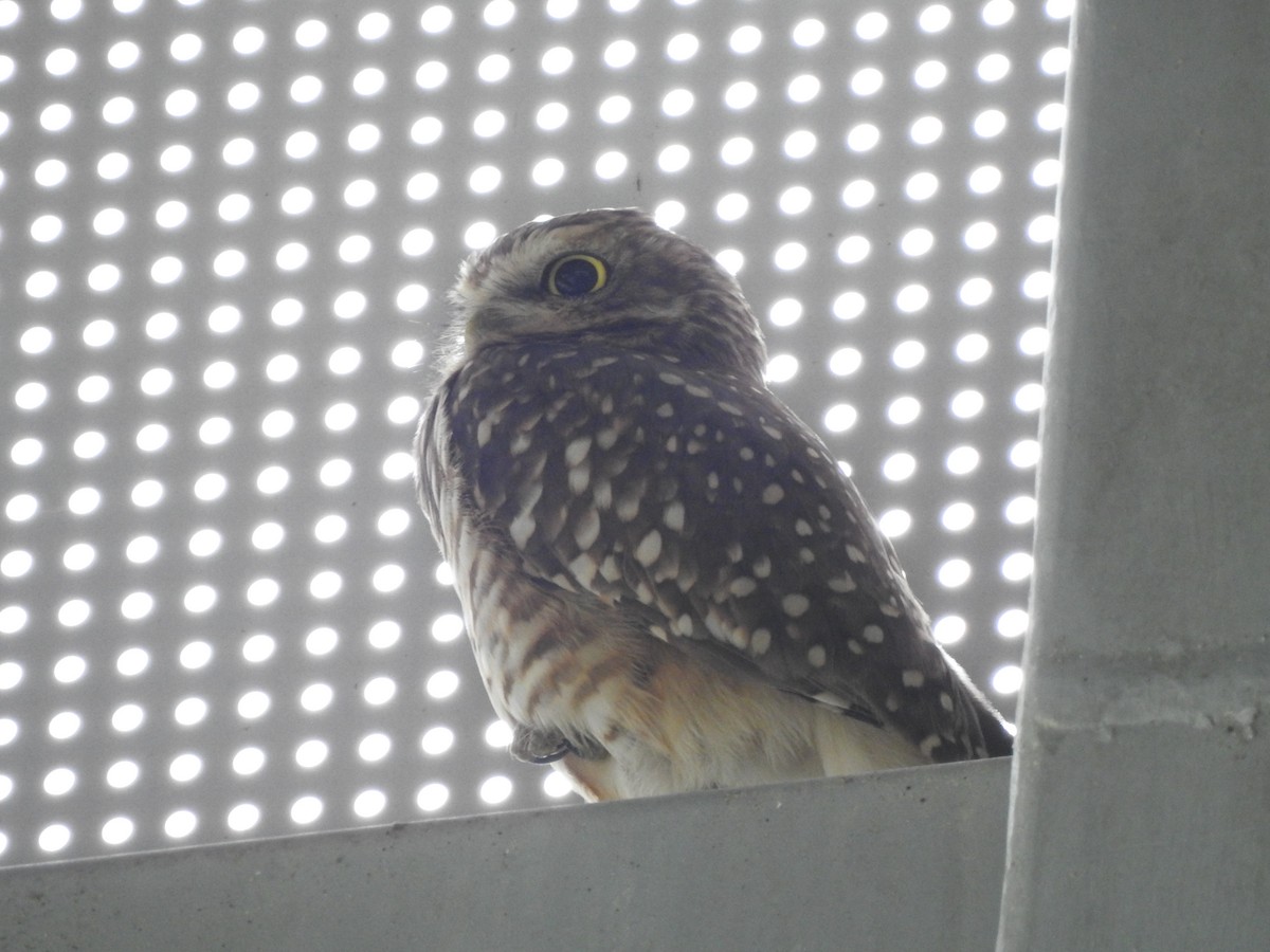Burrowing Owl - ML386963031