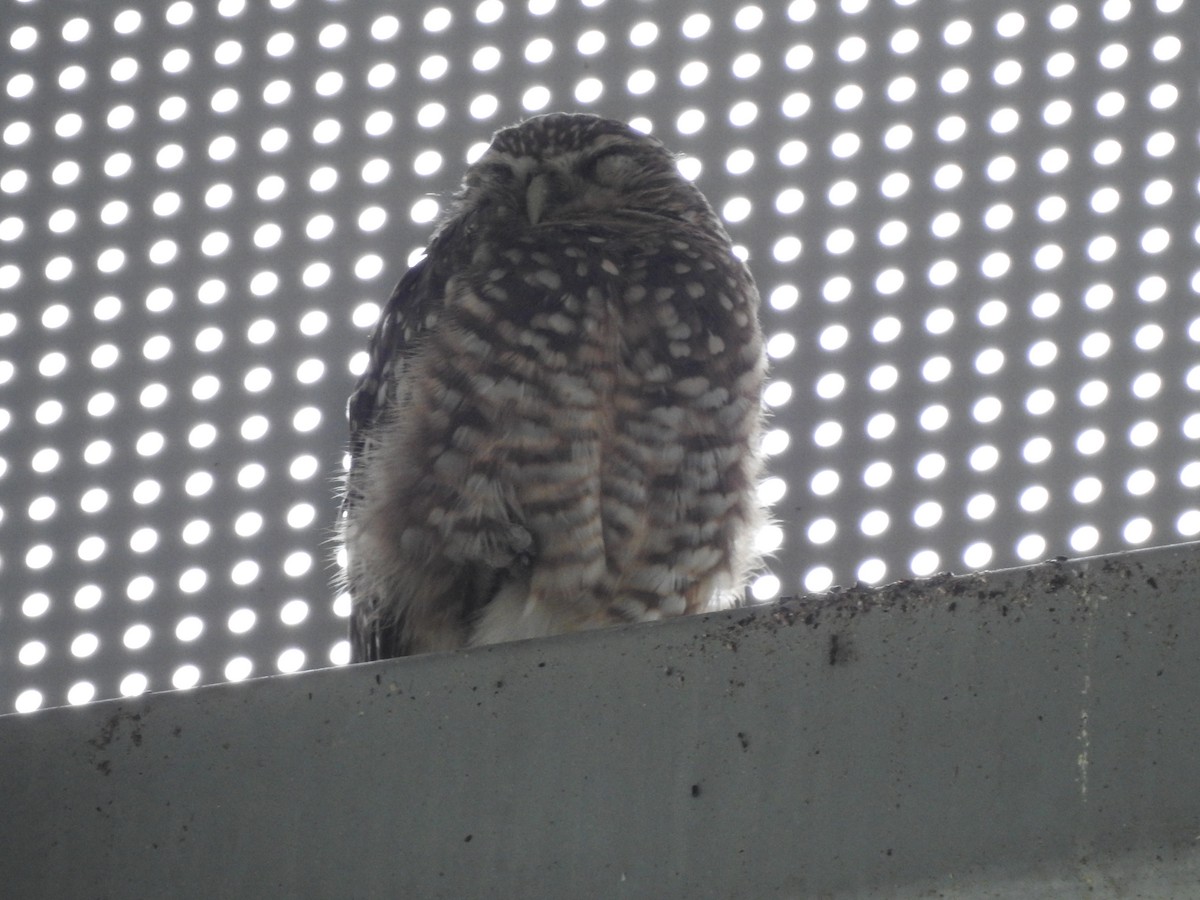 Burrowing Owl - ML386963071