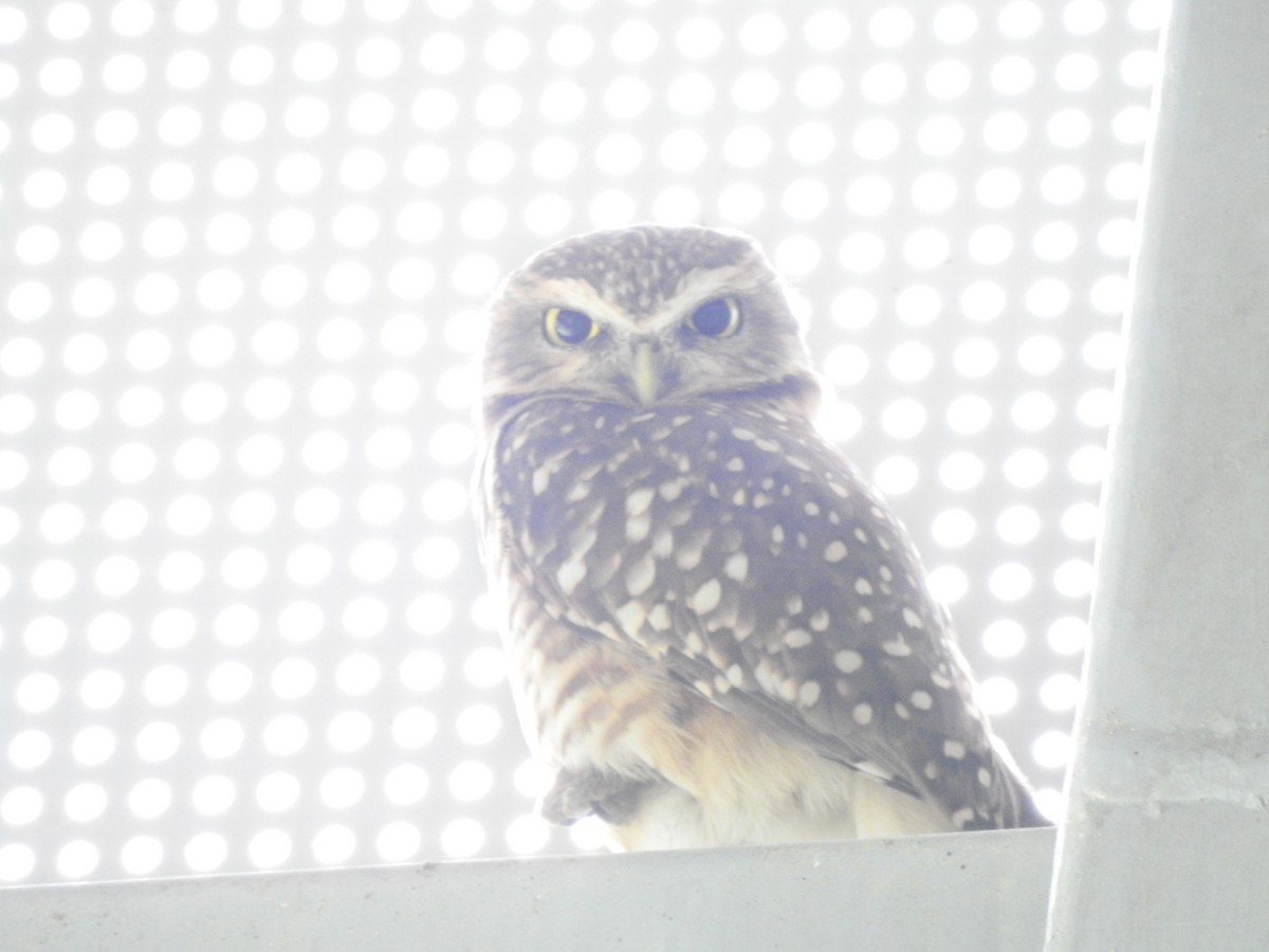 Burrowing Owl - ML386963091
