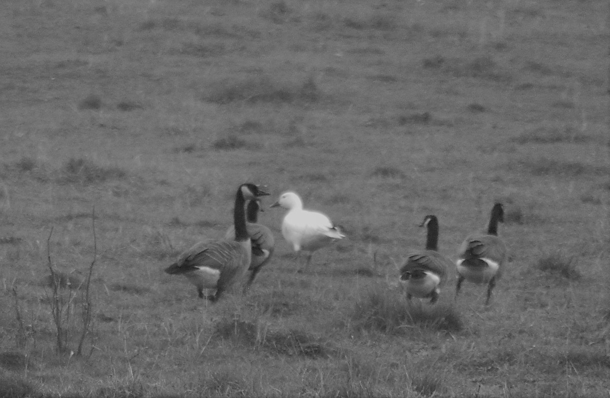 Snow Goose - ML386964041