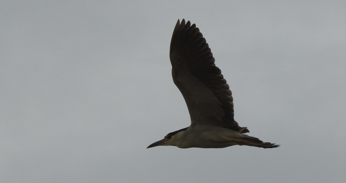 Black-crowned Night Heron - ML38696441