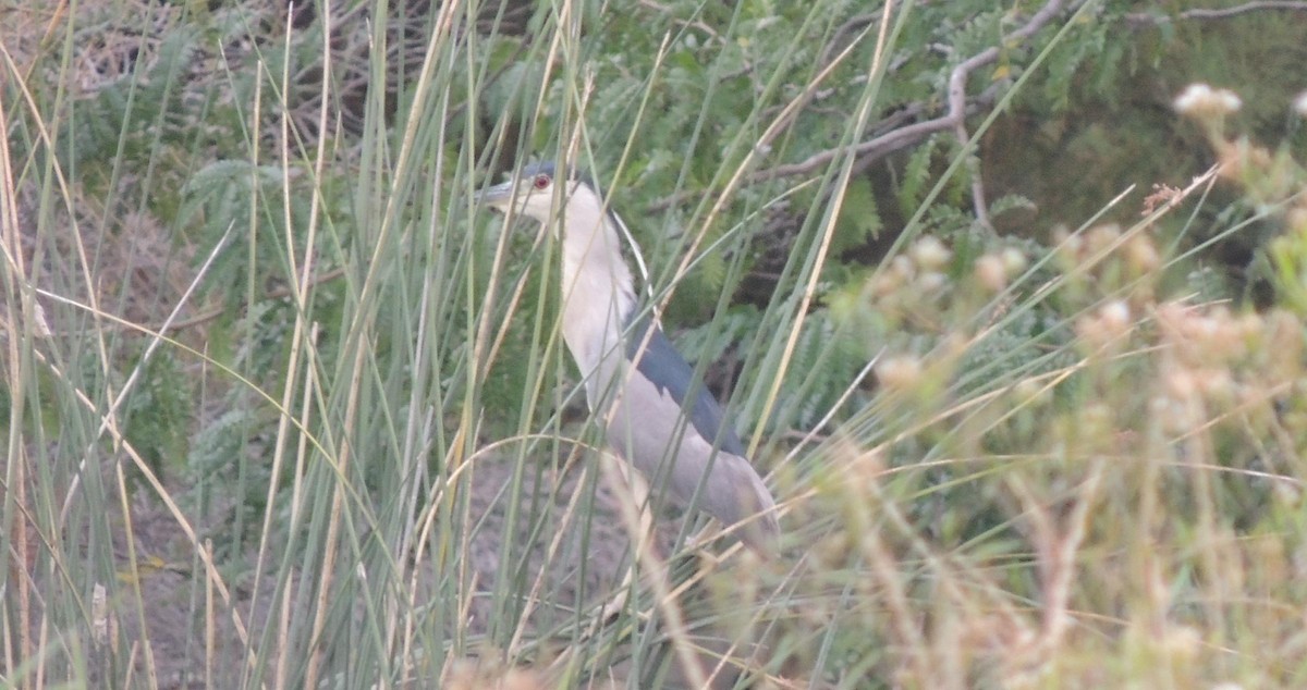 Black-crowned Night Heron - ML38696451