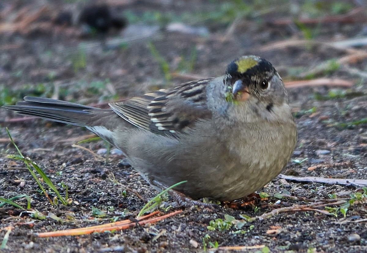 Golden-crowned Sparrow - ML386964841