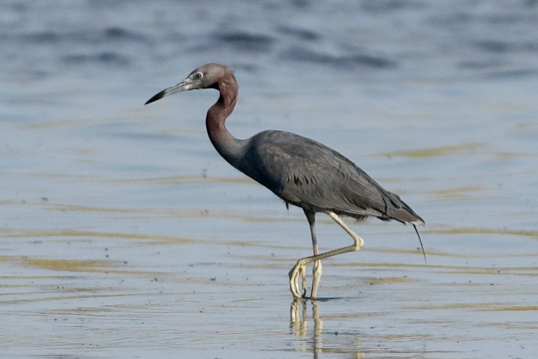 Little Blue Heron - ML386966081