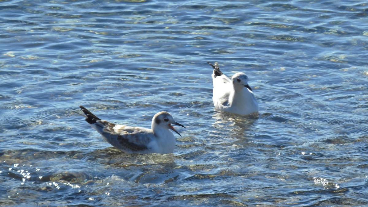 Bonaparte's Gull - Francine Mercier