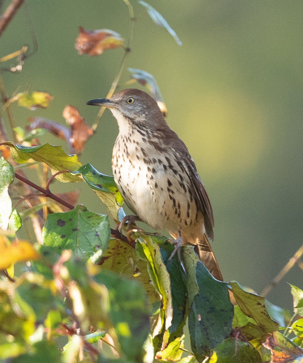 Brown Thrasher - ML386973151