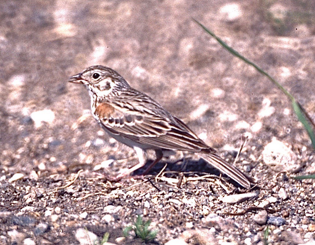 Vesper Sparrow - ML38697331
