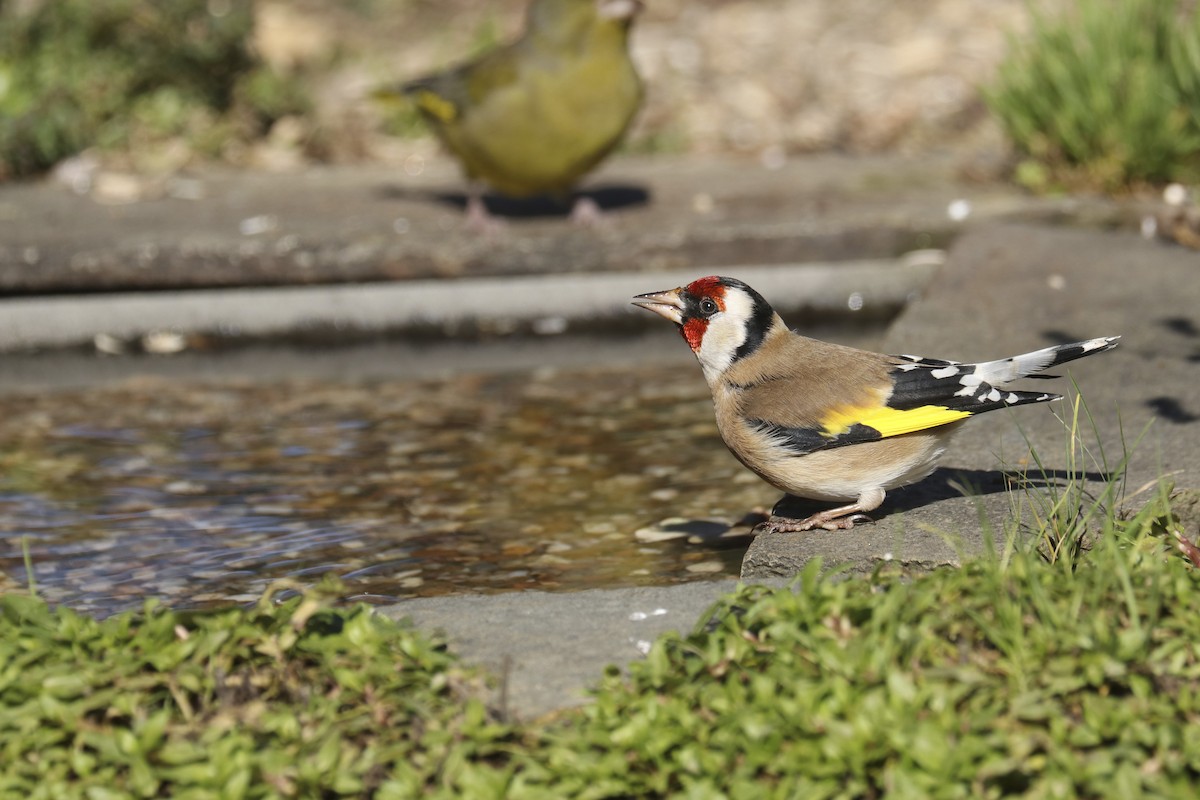 European Goldfinch - ML386973381