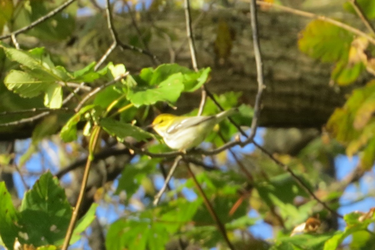 Grünmantel-Waldsänger - ML38697391