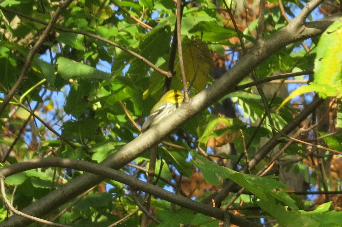 Grünmantel-Waldsänger - ML38697421