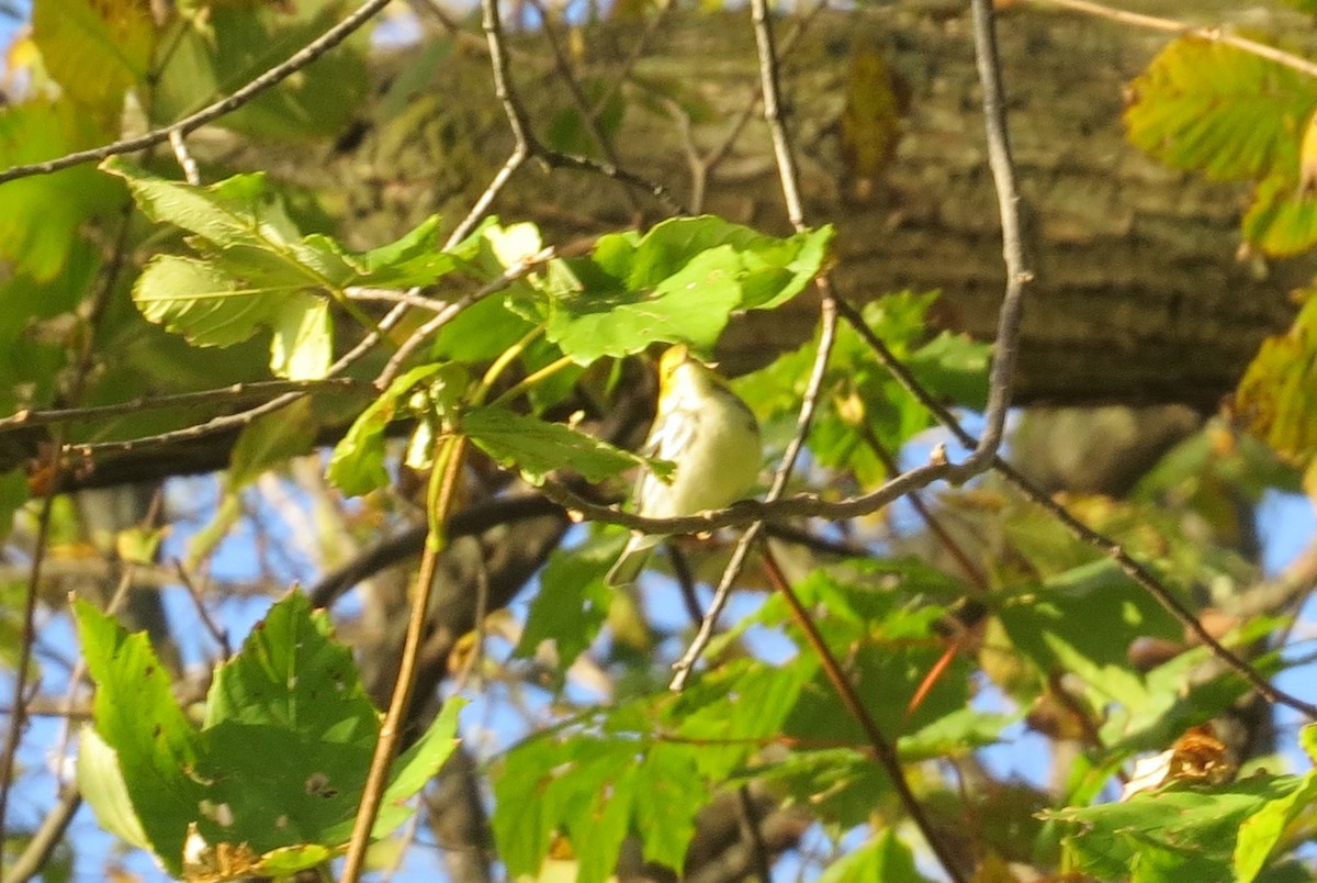 Grünmantel-Waldsänger - ML38697431