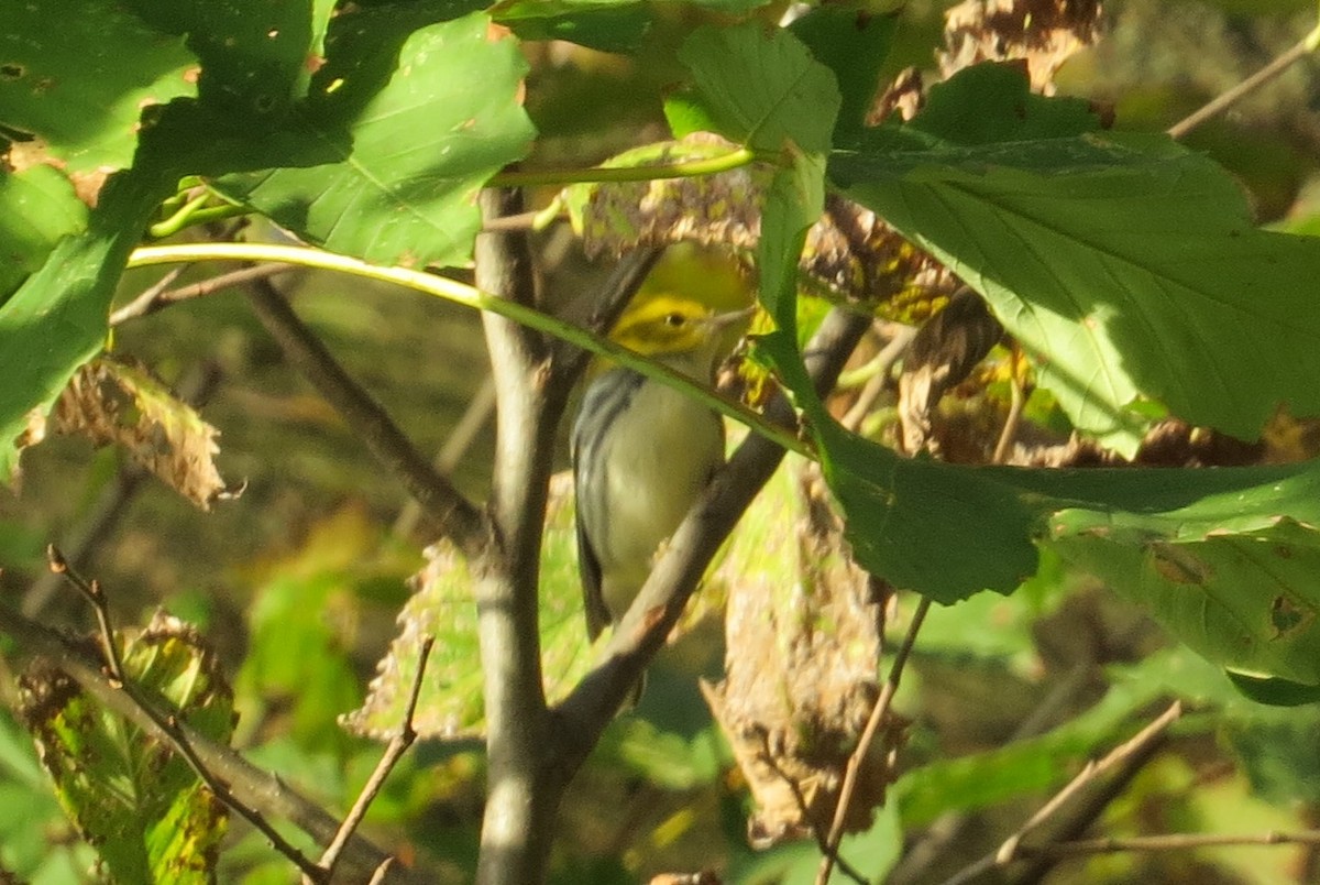 Grünmantel-Waldsänger - ML38697441