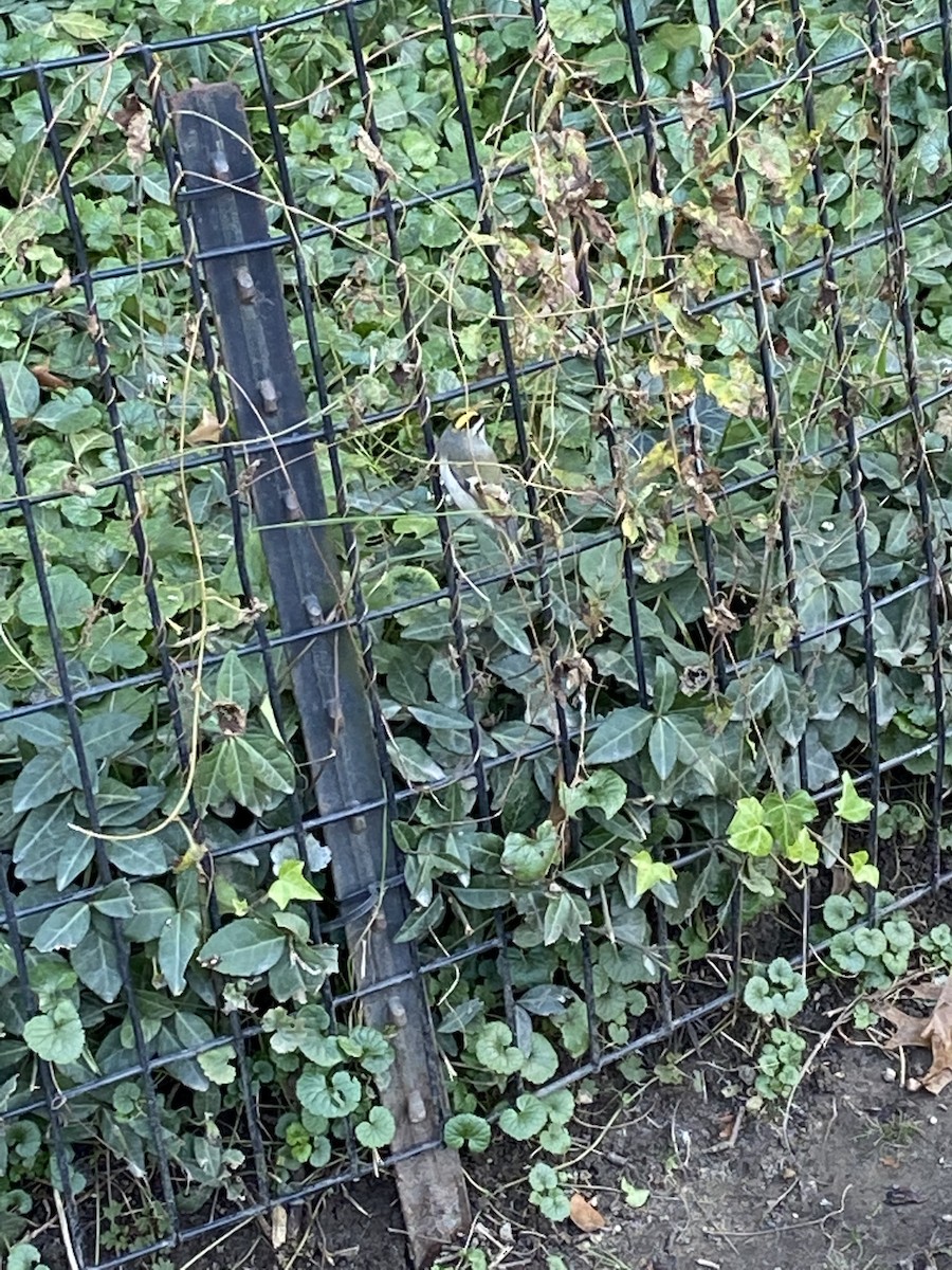 Golden-crowned Kinglet - Harry Kohl