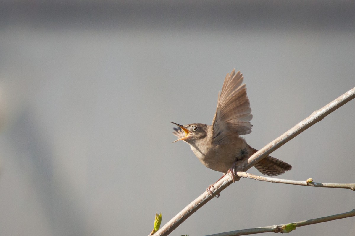 House Wren (Southern) - ML386974701