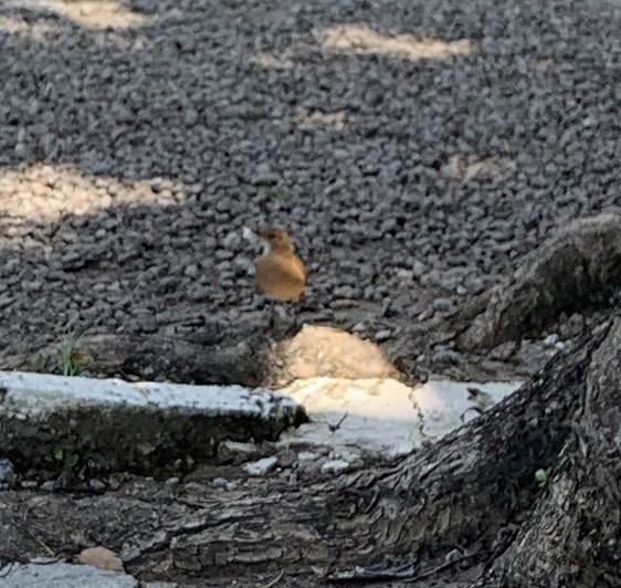 Rufous Hornero - ML386974761