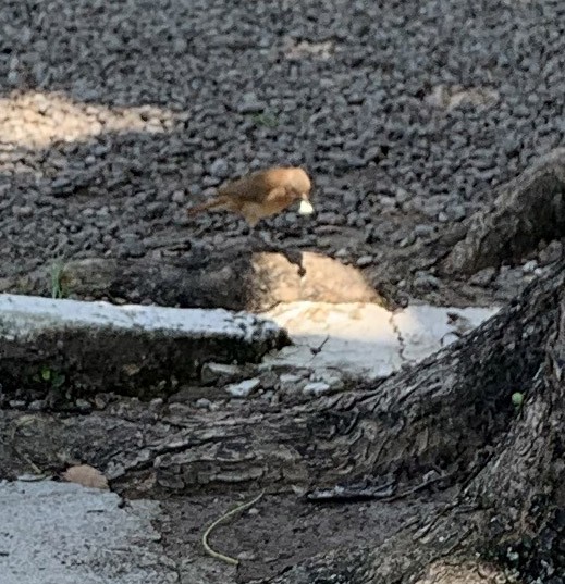 Rufous Hornero - ML386974771