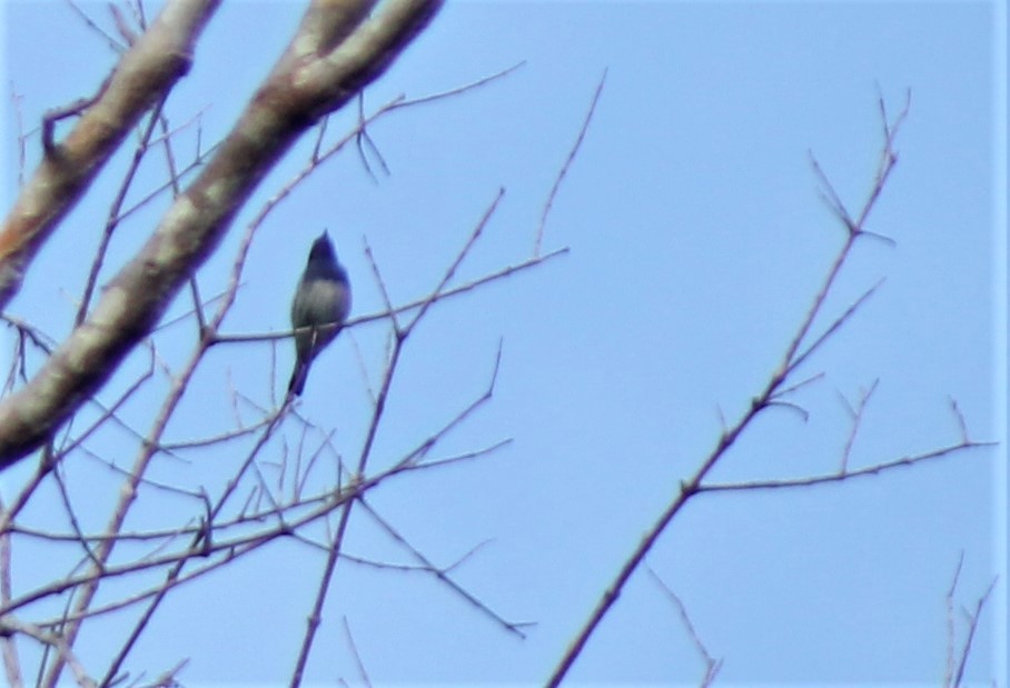 White-bellied Dacnis - ML386975491