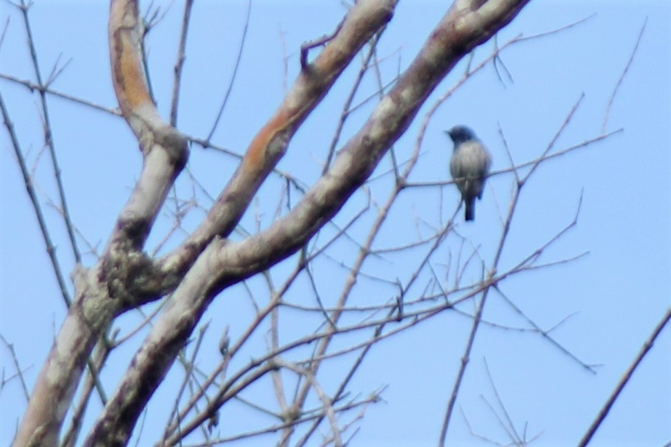 White-bellied Dacnis - ML386975511