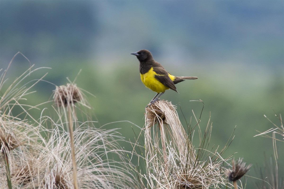 Yellow-rumped Marshbird - Marco Silva