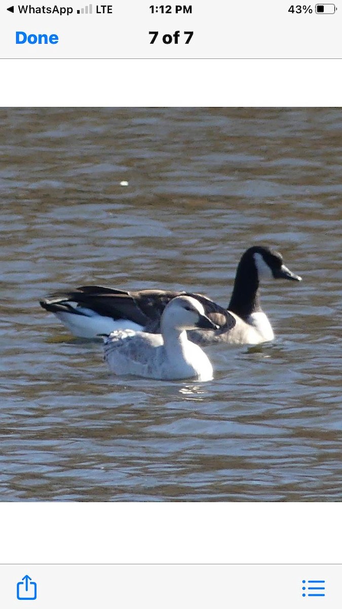 Snow Goose - ML386976481