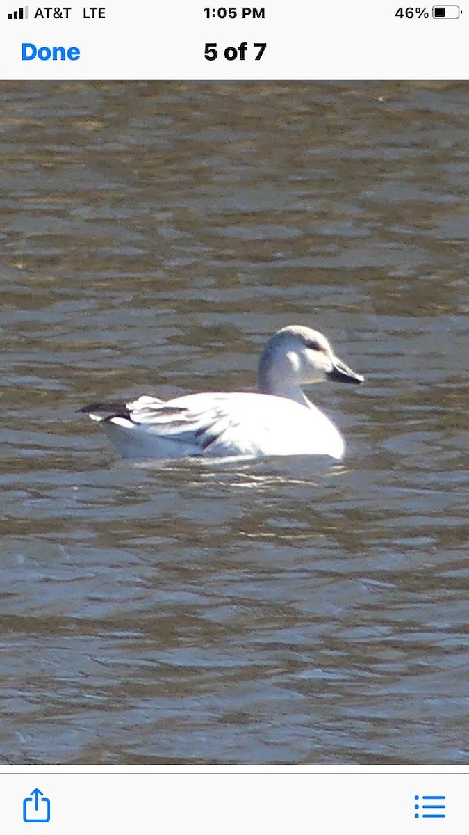 Snow Goose - ML386976491