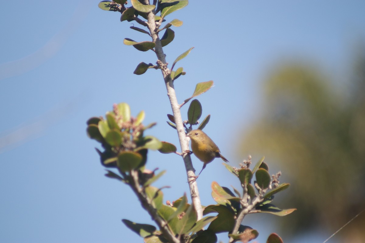 Orange-crowned Warbler - Jeremy Cowan