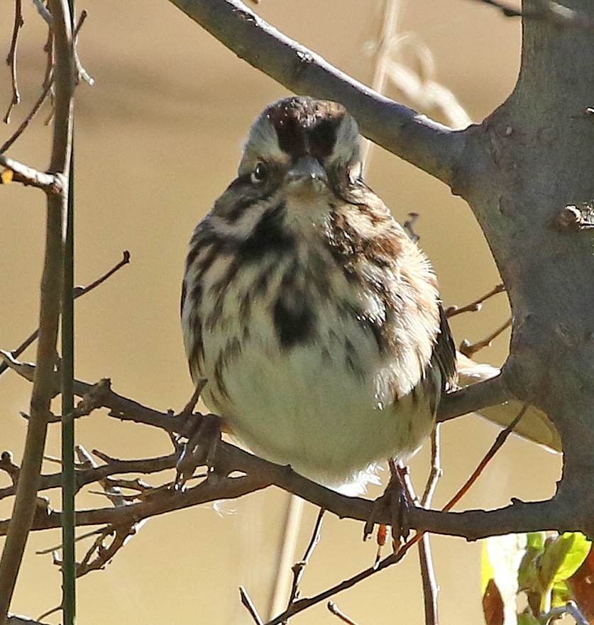 Song Sparrow - Janette Liddle