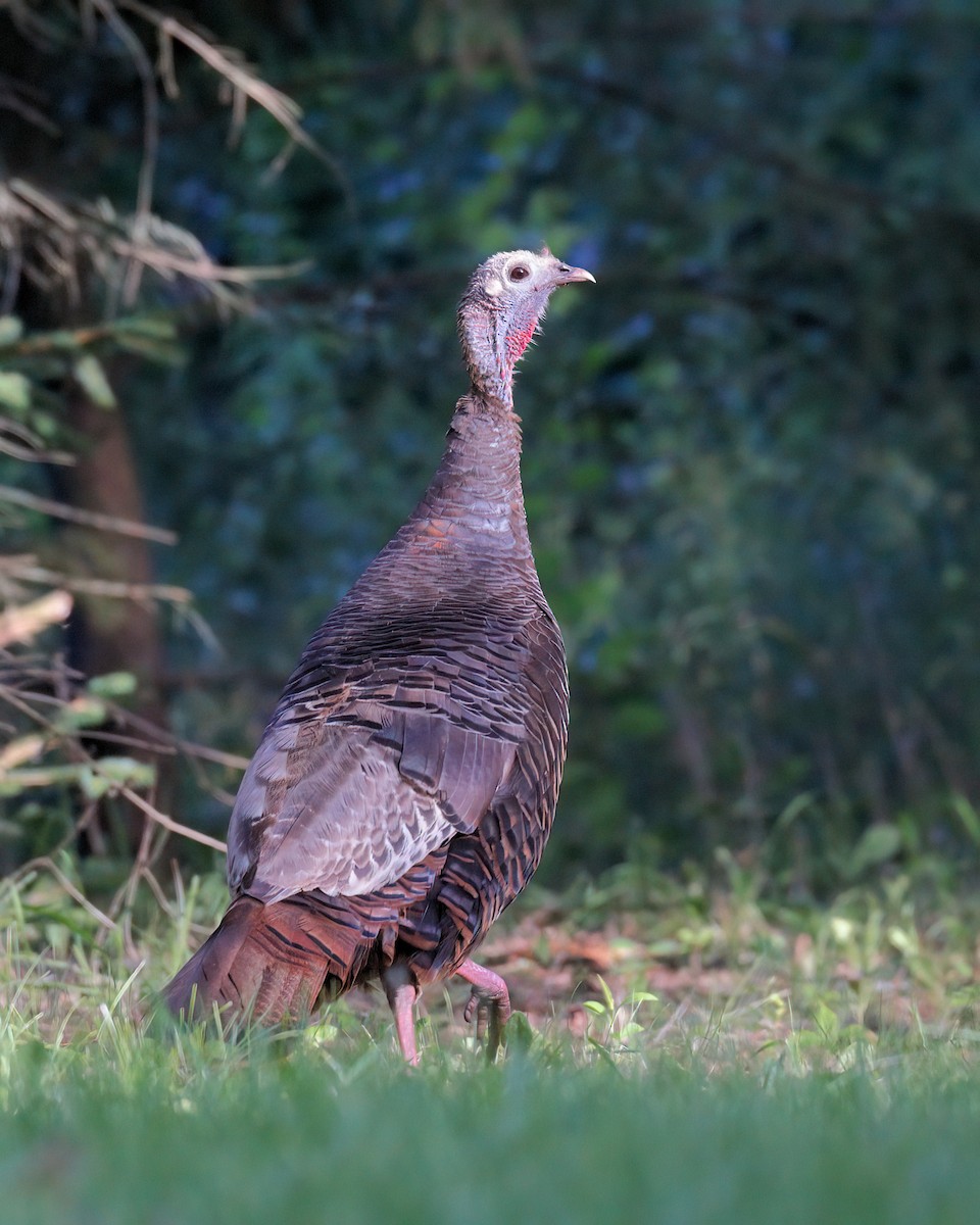 Wild Turkey - ML386978961