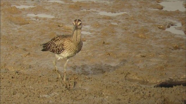 Eurasian Whimbrel - ML386979021