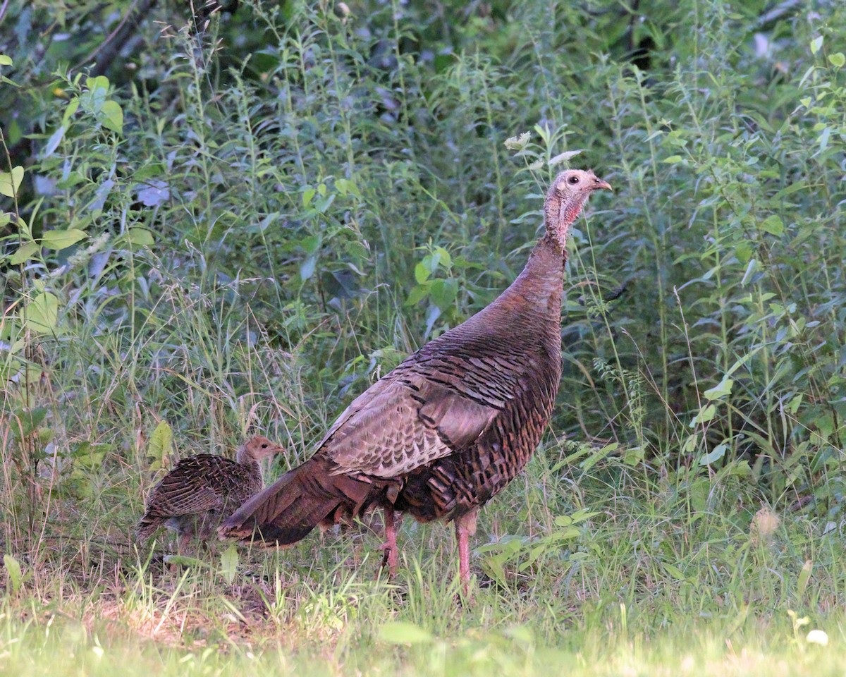 Wild Turkey - ML386979091