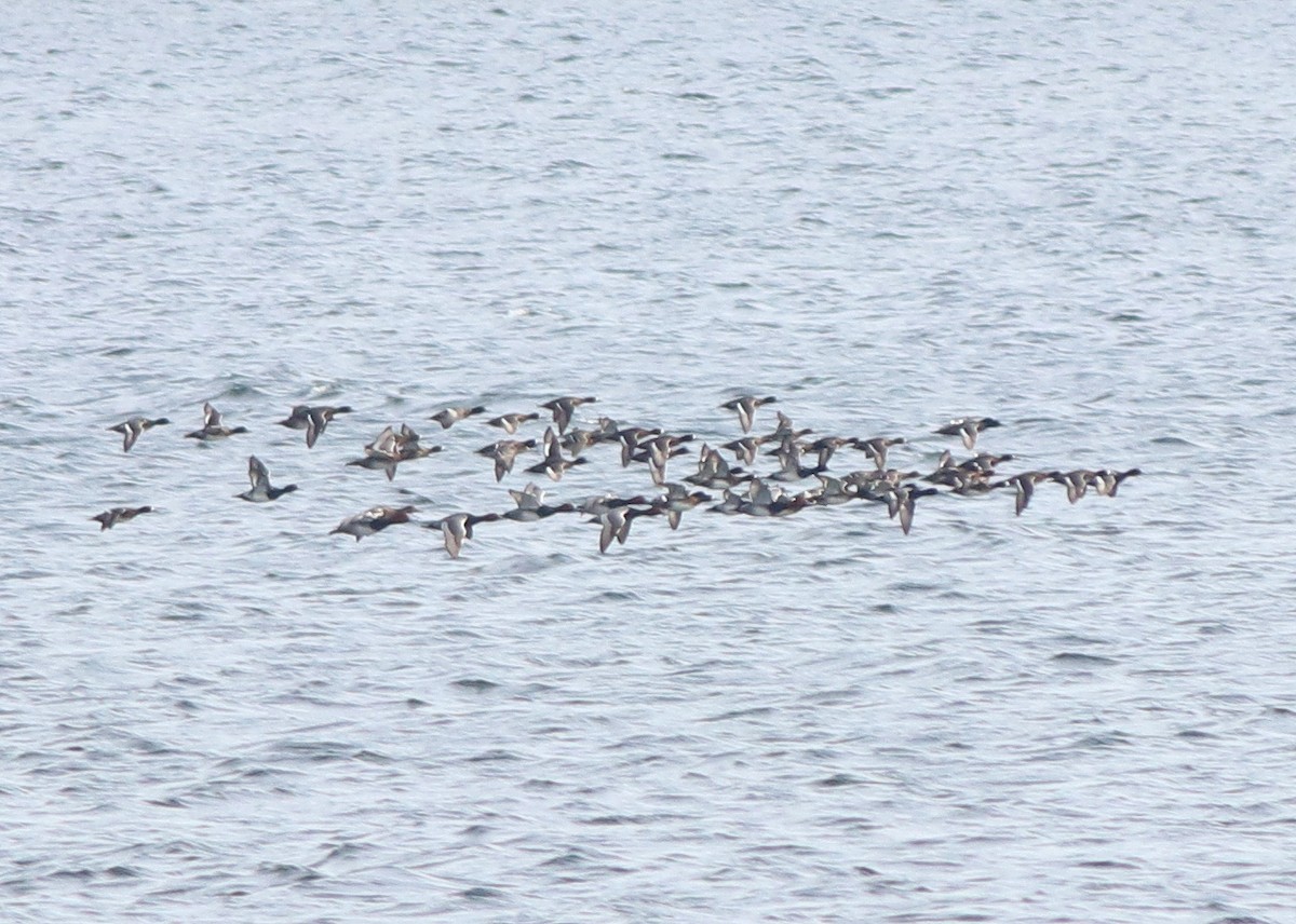 Greater Scaup - ML386979151