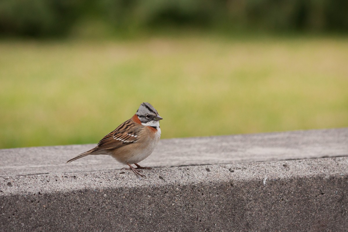 Rufous-collared Sparrow (Rufous-collared) - ML386980911