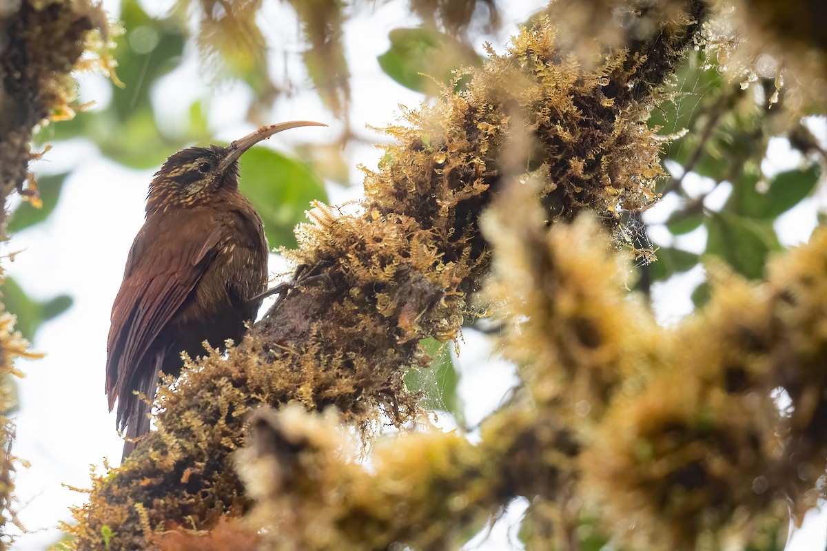 Greater Scythebill - ML386988861